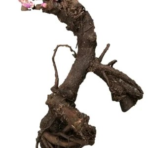 Celebrity Peony Bareroot Plant - 2-3 Eye Pink & White Blooms, 2-3 ft Tall - Image 2