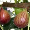 Celeste Fig Trees – 2 Live Plants – 4 inch Container – Outdoor Fruiting Plant - Image 1