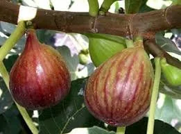 Celeste Fig Trees – 2 Live Plants – 4 inch Container – Outdoor Fruiting Plant - Image 1