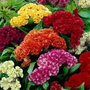 Celosia Cristata Mixed Cockscomb Flower Seeds - Non-GMO, Multicolor, 500 Seeds - Image 1