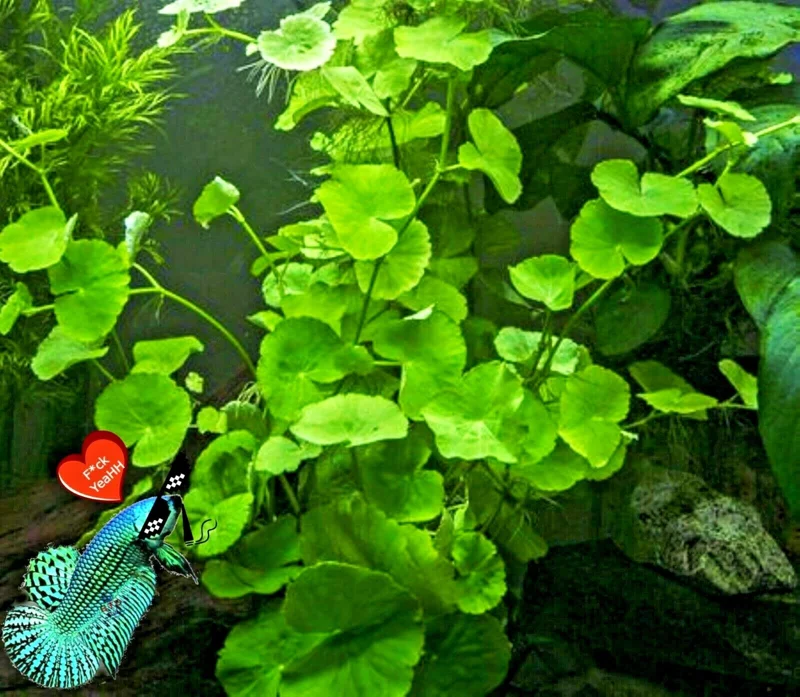 Centella Asiatica Live Aquarium Plant - Betta Wort Fish Tank Plant, 3-5 Plants - Image 2