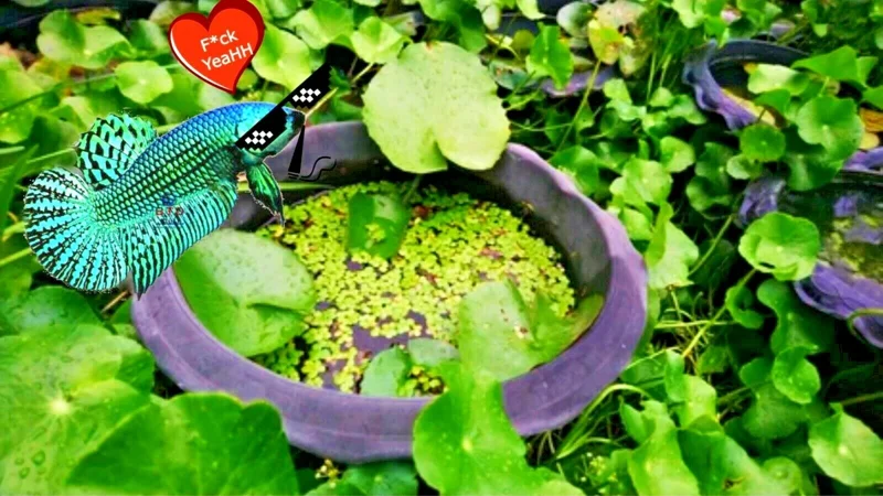 Centella Asiatica Live Aquarium Plant - Betta Wort Fish Tank Plant, 3-5 Plants - Image 4