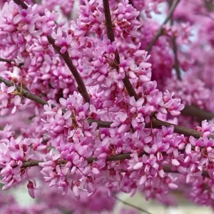Cercis canadensis 'Forest Pansy' Eastern Redbud Tree Seeds - 5 Count, Red Foliage - Image 2