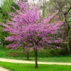 Cercis canadensis 'Forest Pansy' Eastern Redbud Tree Seeds - 5 Count, Red Foliage - Image 1