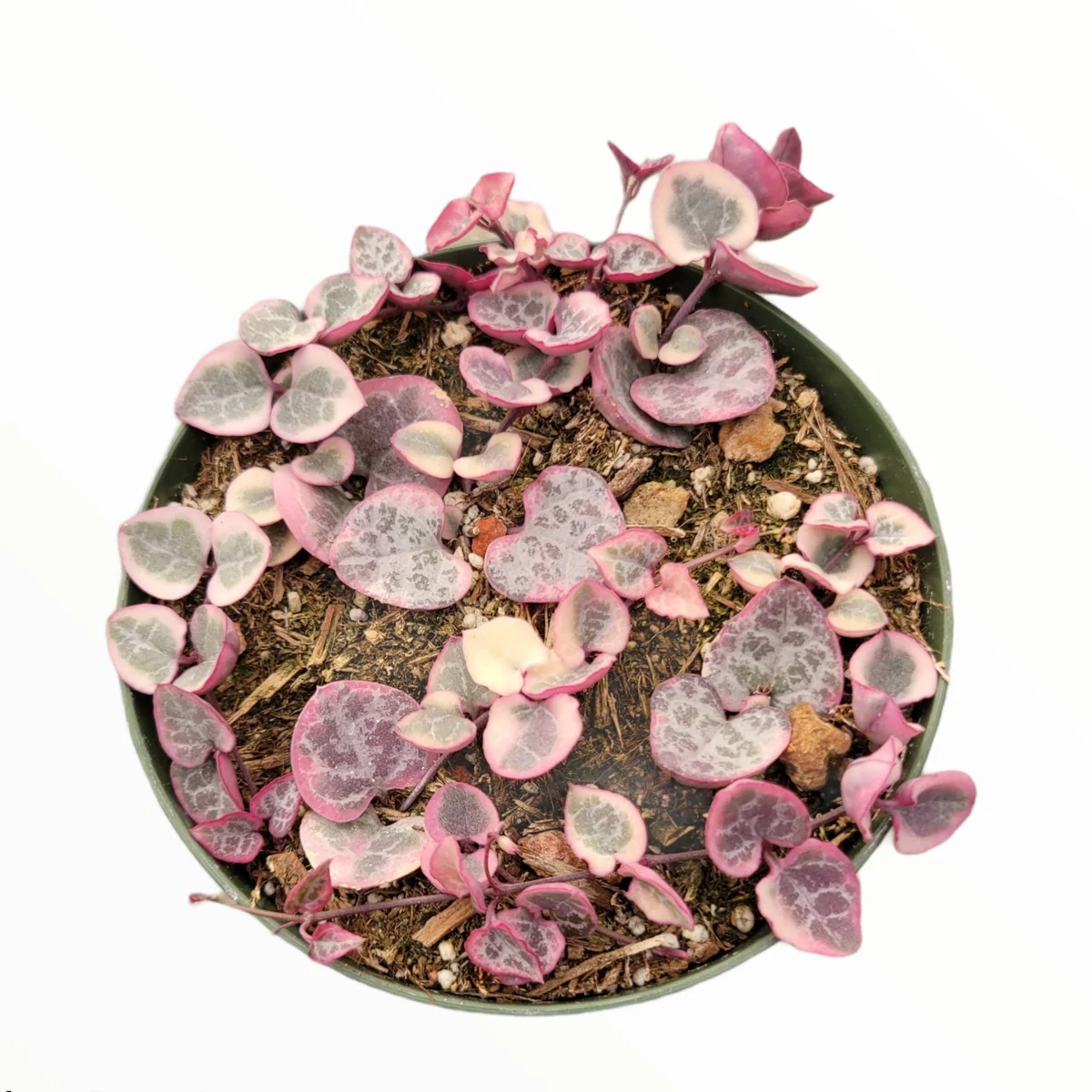 Ceropegia woodii Variegated String of Hearts Live Succulent Plant – Indoor Trailing Vine - Image 10