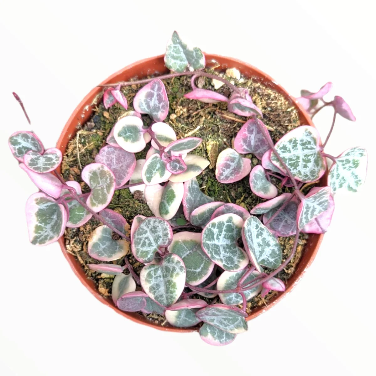 Ceropegia woodii Variegated String of Hearts Live Succulent Plant – Indoor Trailing Vine - Image 2