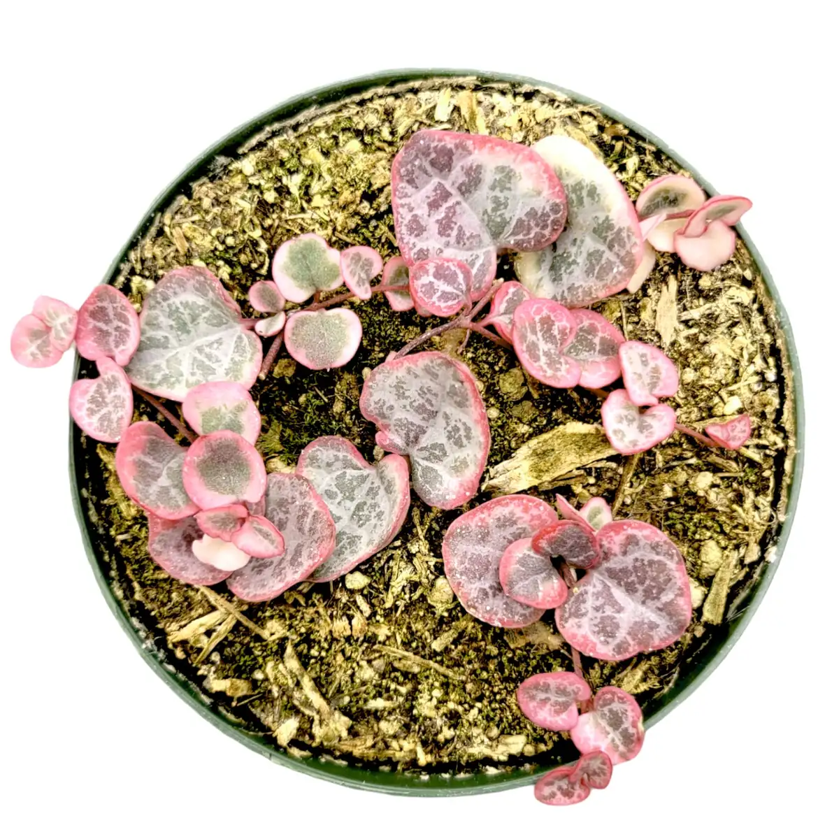 Ceropegia woodii Variegated String of Hearts Live Succulent Plant – Indoor Trailing Vine - Image 3