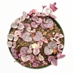 Ceropegia woodii Variegated String of Hearts Live Succulent Plant – Indoor Trailing Vine - Image 1