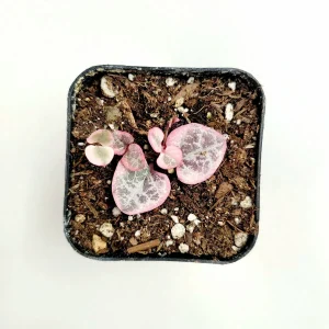 Ceropegia woodii Variegated String of Hearts Live Succulent Plant – Indoor Trailing Vine - Image 5