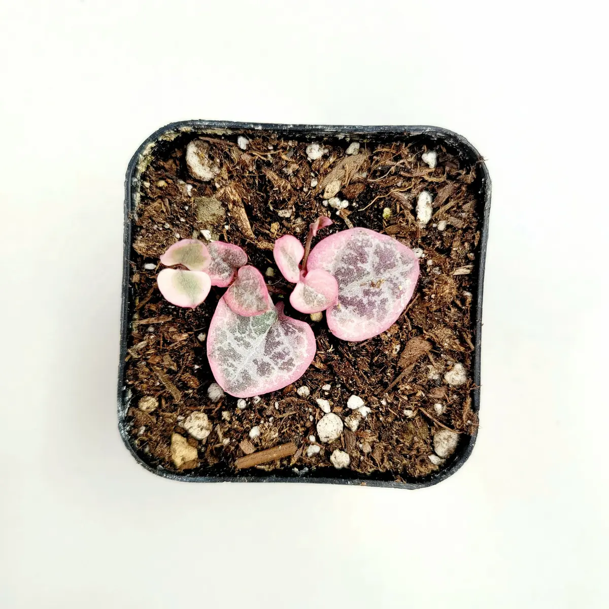 Ceropegia woodii Variegated String of Hearts Live Succulent Plant – Indoor Trailing Vine - Image 5