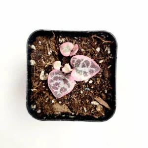 Ceropegia woodii Variegated String of Hearts Live Succulent Plant – Indoor Trailing Vine - Image 6