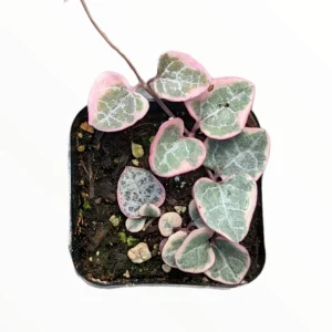 Ceropegia woodii Variegated String of Hearts Live Succulent Plant – Indoor Trailing Vine - Image 8