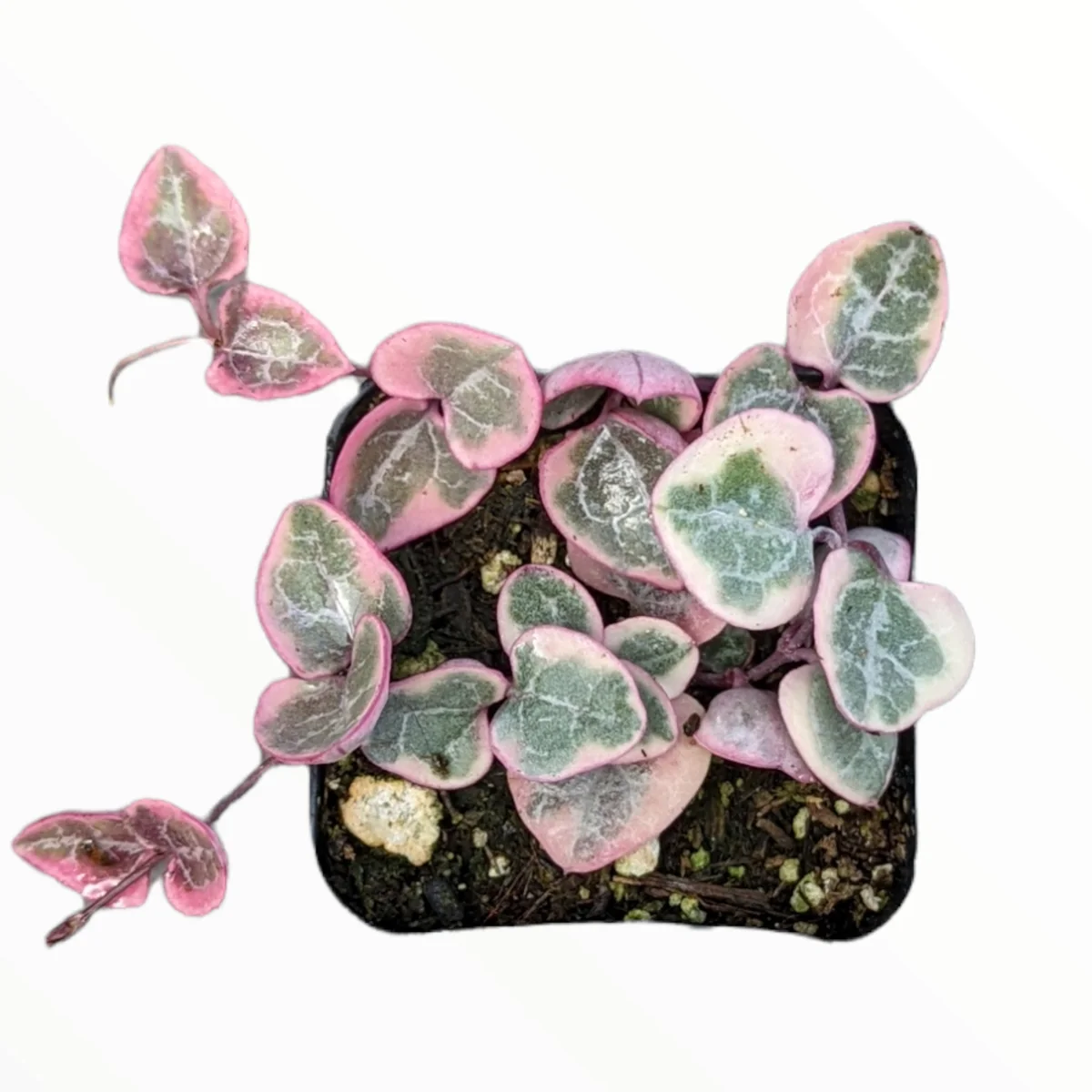 Ceropegia woodii Variegated String of Hearts Live Succulent Plant – Indoor Trailing Vine - Image 9