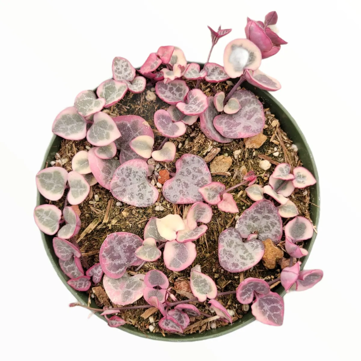 Ceropegia woodii Variegated String of Hearts Live Succulent Plant – Indoor Trailing Vine - Image 1