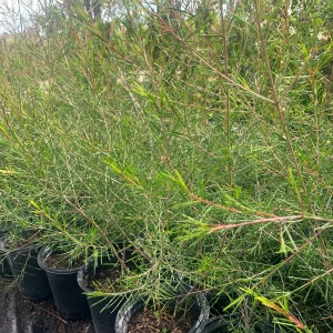 Chamelaucium Waxflower 'Purple Pride' Live Plant 1-2 ft Tall in 6