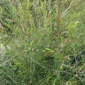 Chamelaucium Waxflower 'Purple Pride' Live Plant 1-2 ft Tall in 6