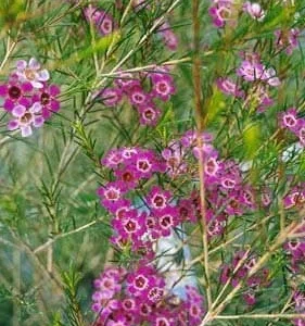 Chamelaucium Waxflower 'Purple Pride' Live Plant 1-2 ft Tall in 6