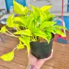 Champs Elysses Pothos Live Plant – Rare XL Starter Houseplant - Image 1