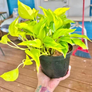 Champs Elysses Pothos Live Plant – Rare XL Starter Houseplant - Image 1