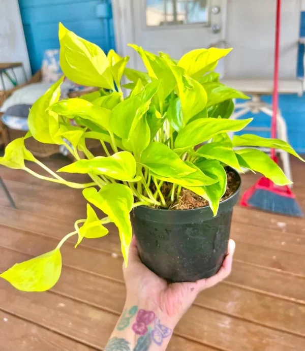 picture of peace lily plant Peace Lily