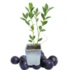 Chandler Blueberry Live Plant – 1 Quart Pot – 10-12" Tall – Largest Blueberries - Image 1
