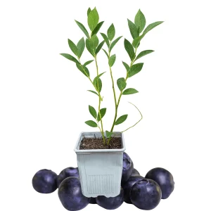 Chandler Blueberry Live Plant – 1 Quart Pot – 10-12" Tall – Largest Blueberries - Image 1