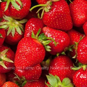 Chandler Strawberry Bare Root Plants - Sweet June Bearing, Great for Southern Areas - Image 2
