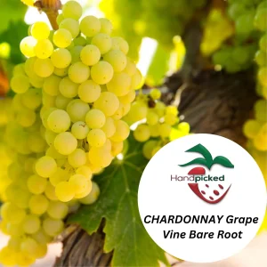 Chardonnay Grape Vine – 2 Bare Root Live Plants – White Wine Variety – Outdoor - Image 2