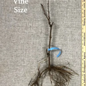 Chardonnay Grape Vine – 2 Bare Root Live Plants – White Wine Variety – Outdoor - Image 3