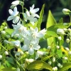 Chardonnay Pearls Deutzia gracilis Live Plant - 4 inch Pot, Fragrant Flowers - Image 1