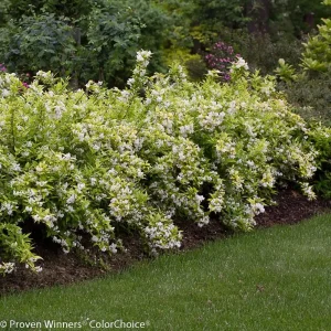 Chardonnay Pearls Deutzia gracilis Live Plant - 4 inch Pot, Fragrant Flowers - Image 2