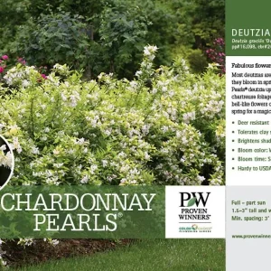 Chardonnay Pearls Deutzia gracilis Live Plant - 4 inch Pot, Fragrant Flowers - Image 3