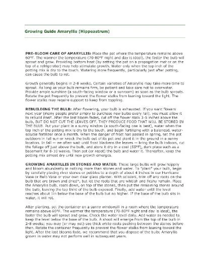 Charisma Amaryllis Bulb - Large 24/26cm Bulb, White & Red Blooms, Ideal for Winter Forcing - Image 3