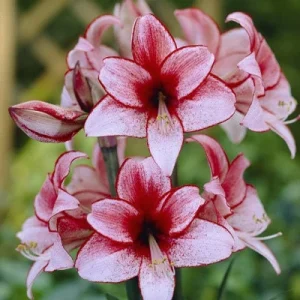 Charisma Amaryllis Bulb - Large 24/26cm Bulb, White & Red Blooms, Ideal for Winter Forcing - Image 4