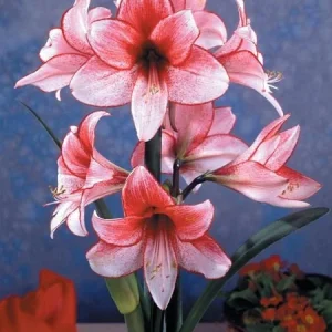 Charisma Amaryllis Bulb - Large 24/26cm Bulb, White & Red Blooms, Ideal for Winter Forcing - Image 5