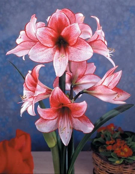 Charisma Amaryllis Bulb - Large 24/26cm Bulb, White & Red Blooms, Ideal for Winter Forcing - Image 5