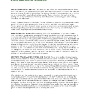 Charisma Amaryllis Bulb - Red & White Trumpet Blooms, 24/26cm Bulb - Image 3