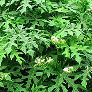 Chaya Plant Live - Mexican Spinach Leafy Green Vegetable in 4