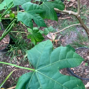 Chaya Plant Live - Mexican Spinach Leafy Green Vegetable in 4