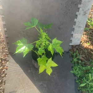 Chaya Plant - Mexican Spinach Live Plant - 4-inch Pot - Edible Green Vegetable - Image 2