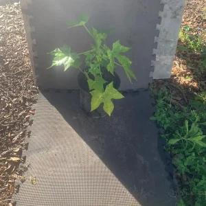 Chaya Plant - Mexican Spinach Live Plant - 4-inch Pot - Edible Green Vegetable - Image 3