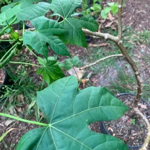 Chaya Plant - Mexican Spinach Live Plant - 4-inch Pot - Edible Green Vegetable - Image 8