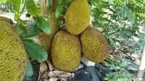 Cheena Jackfruit Tree Live Plant – Grafted – 2-3 ft Tall – 3 Gallon Pot - Image 3