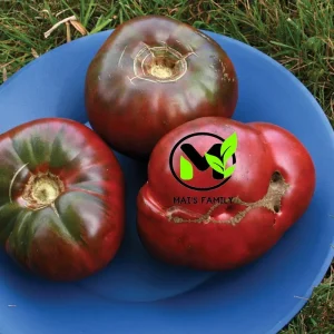 Cherokee Purple Tomato Seeds - Heirloom, NON-GMO, Indeterminate Variety - Image 3