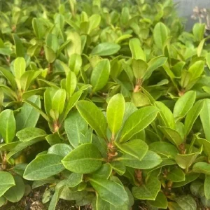 Cherry Cheesecake Rhododendron Live Plant - Evergreen Shrub - 4 inch Pot - Image 2