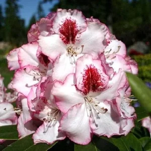 Cherry Cheesecake Rhododendron Live Plant - Evergreen Shrub - 4 inch Pot - Image 1