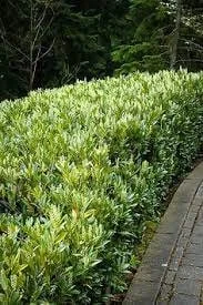 Cherry Laurel Live Plant - Evergreen Shrub for Privacy - Prunus Laurocerasus - 4 inch Pot - Image 3