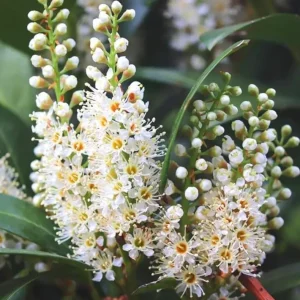 Cherry Laurel Live Plant Seedlings - Set of 2, 6-12 inches, 2.5-inch Pot, Outdoor Evergreen Shrub - Image 4