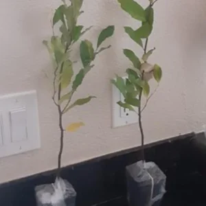 Cherry Laurel Live Plant Seedlings - Set of 2, 6-12 inches, 2.5-inch Pot, Outdoor Evergreen Shrub - Image 6