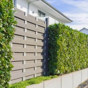 Cherry Laurel Live Plant Seedlings - Set of 2, 6-12 inches, 2.5-inch Pot, Outdoor Evergreen Shrub - Image 8